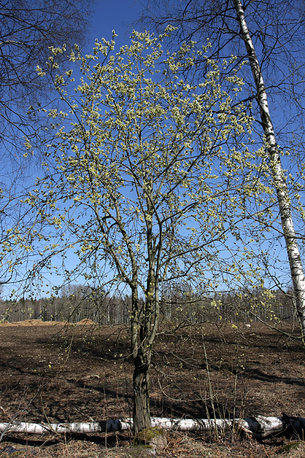 Image of Salix caprea specimen.