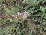 Astragalus dolichophyllus. Цветущее растение. Дагестан, Кумторкалинский р-н, долина р. Шураозень, склон. 25.04.2019.