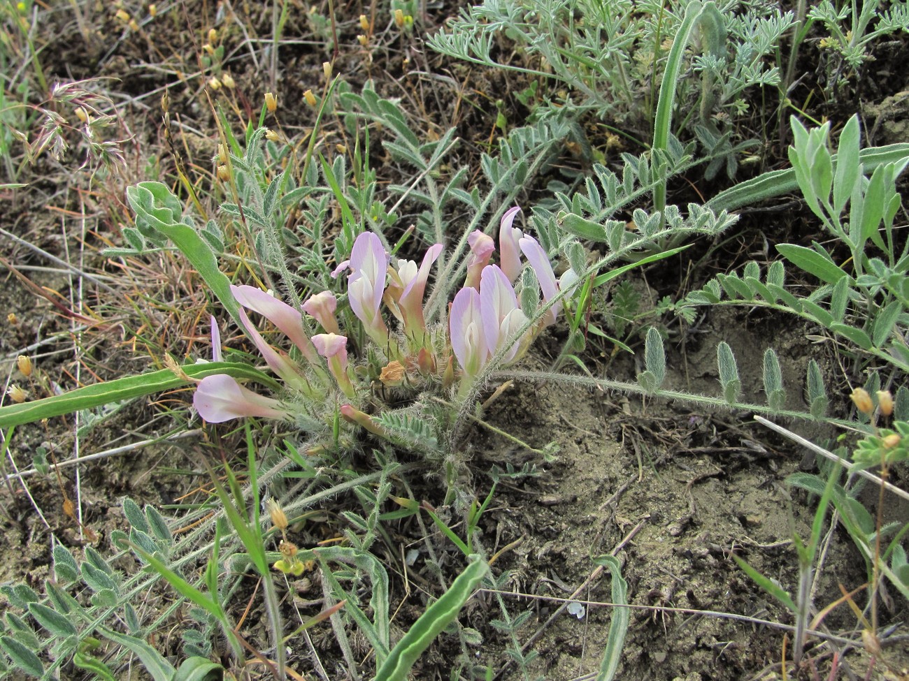 Изображение особи Astragalus dolichophyllus.