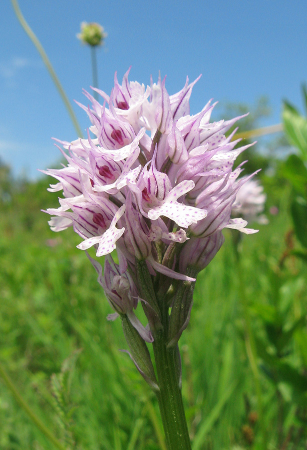 Изображение особи Neotinea tridentata.