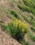 Thermopsis alterniflora