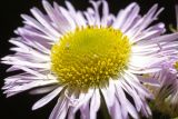 Erigeron annuus