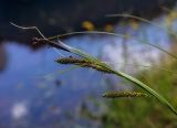 Carex acuta