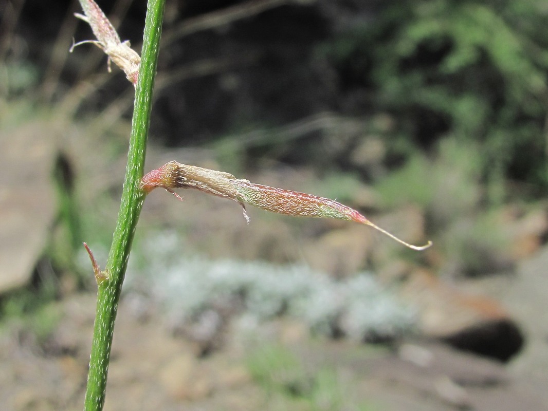 Изображение особи Astragalus haesitabundus.