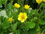 Oreogeum montanum. Цветущие растения. Украина, Ивано-Франковская обл., Украинские Карпаты, хребет Черногора, южный склон горы Пожежевская, 1800 м н.у.м., субальпийский луг. 27.06.2019.