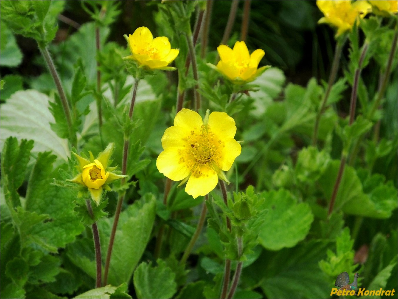 Изображение особи Oreogeum montanum.