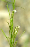 Arabis borealis