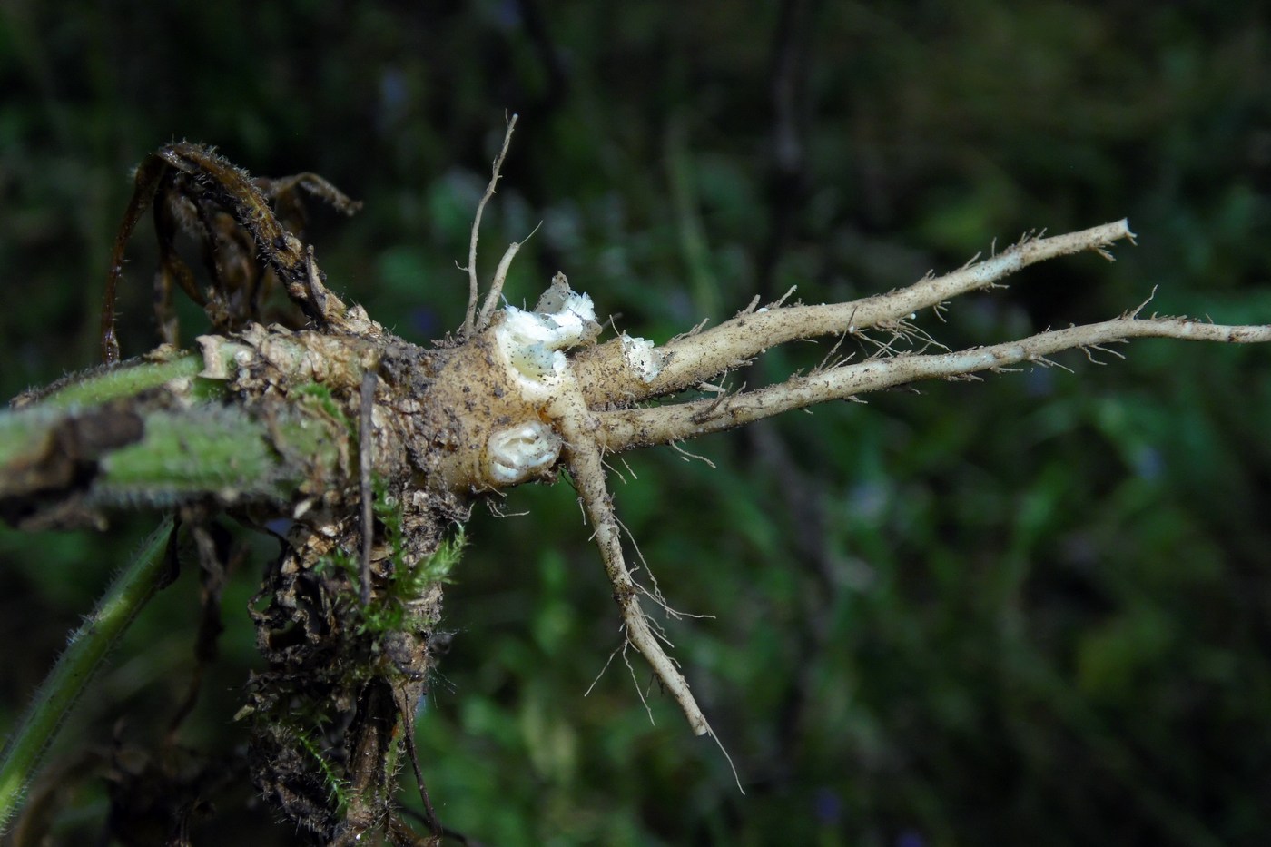 Image of Campanula lambertiana specimen.