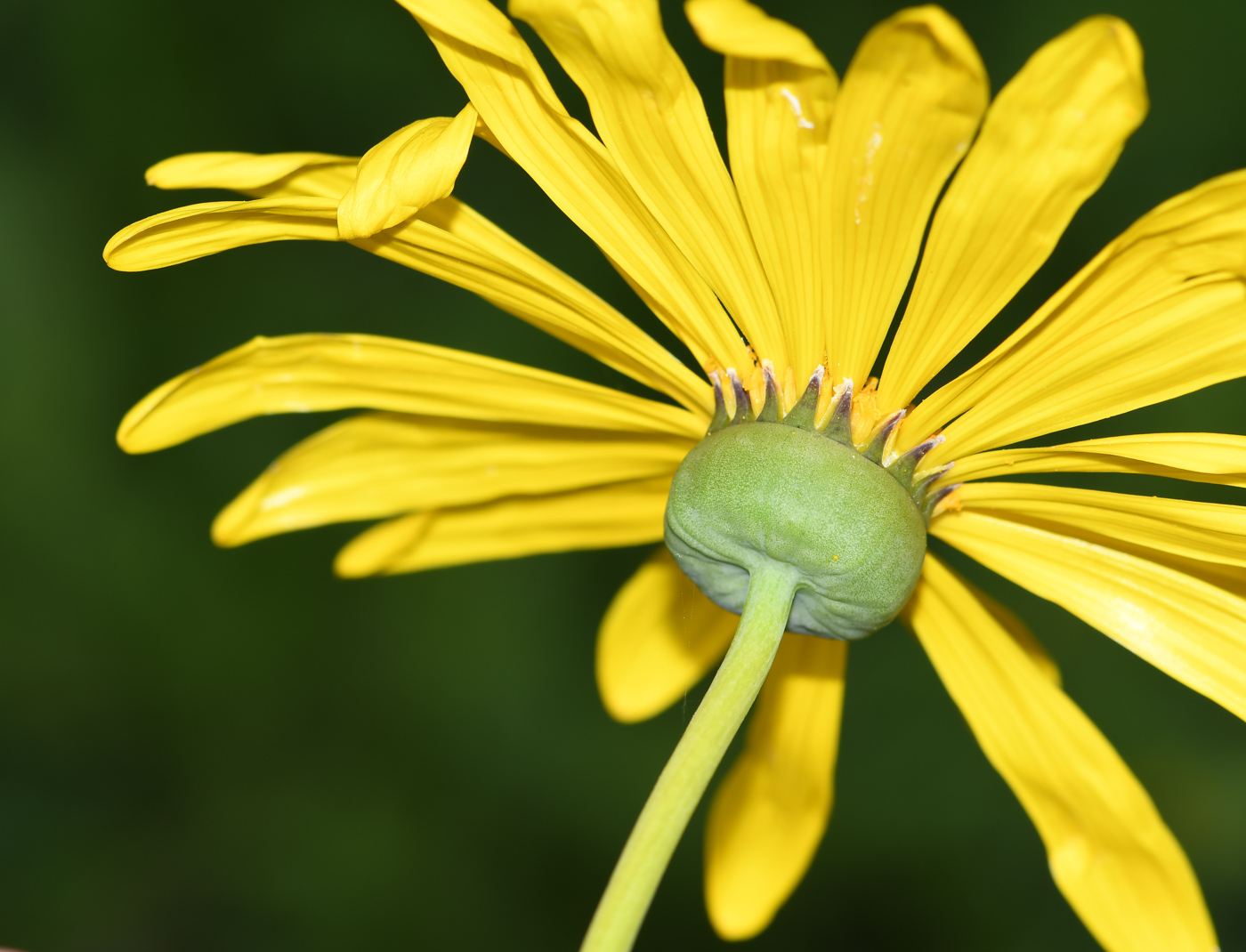 Изображение особи Euryops speciosissimus.