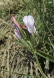 Astragalus macroceras