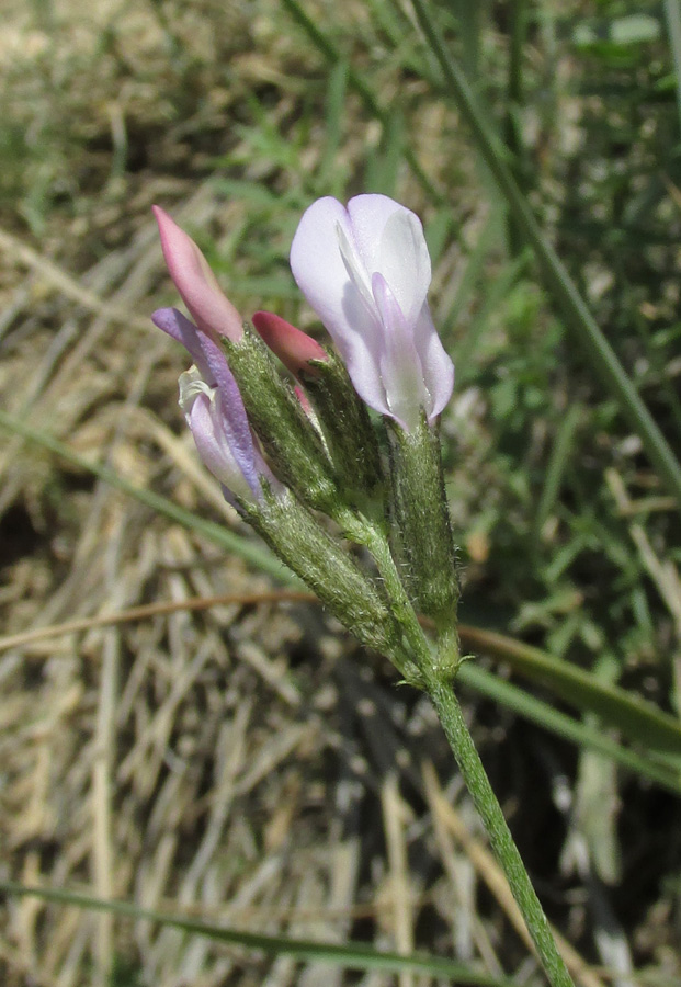 Image of Astragalus macroceras specimen.