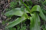 Colchicum speciosum