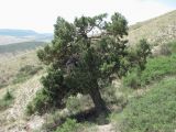 Juniperus polycarpos