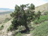 Juniperus polycarpos. Взрослое дерево. Дагестан, окр. с. Талги, сухой склон. 05.06.2019.