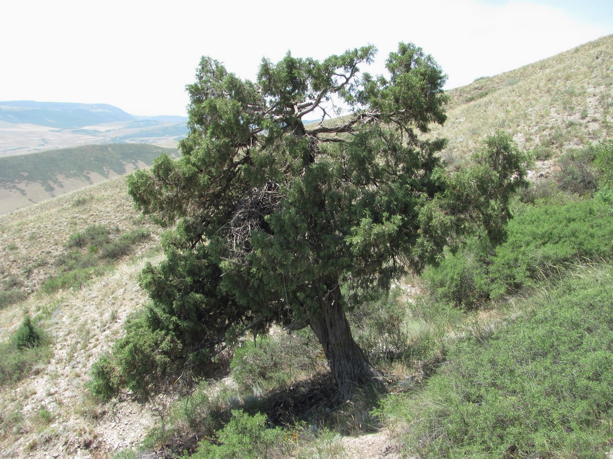 Image of Juniperus polycarpos specimen.