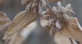 Phlomis taurica