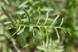 Centaurea scabiosa. Лист. Ленинградская обл., Гатчинский р-н, окр. пос. Пудость, закустаренный разнотравный луг на месте заброшенного травертинового карьера. 29.06.2019.