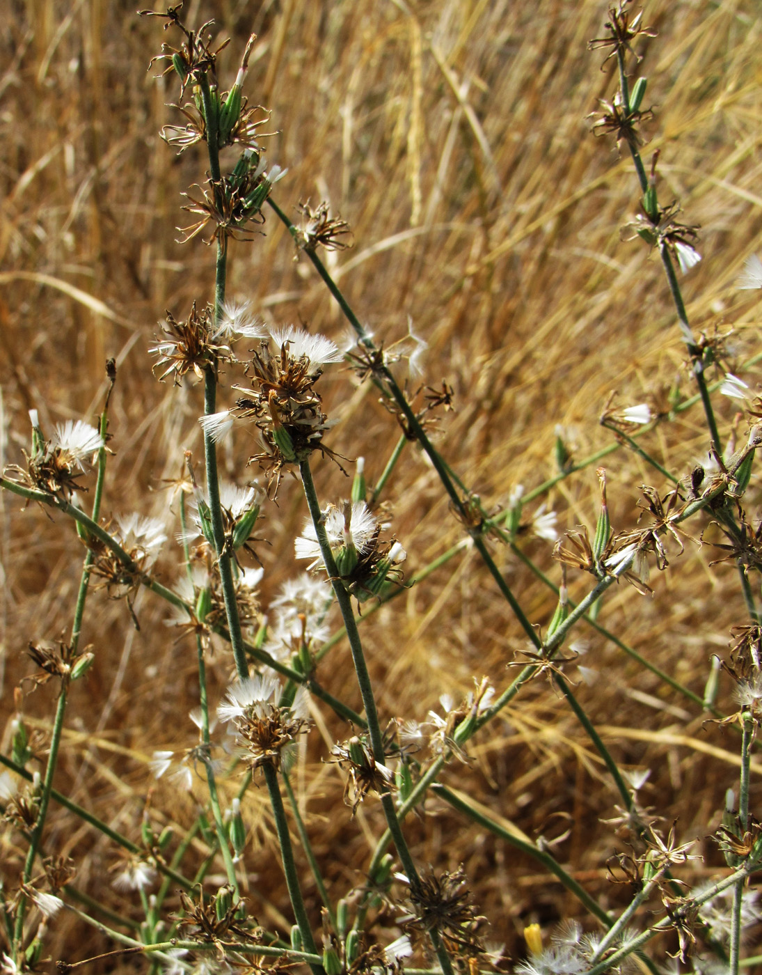 Изображение особи Chondrilla juncea.