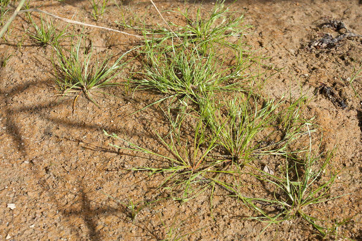 Изображение особи Juncus bufonius.