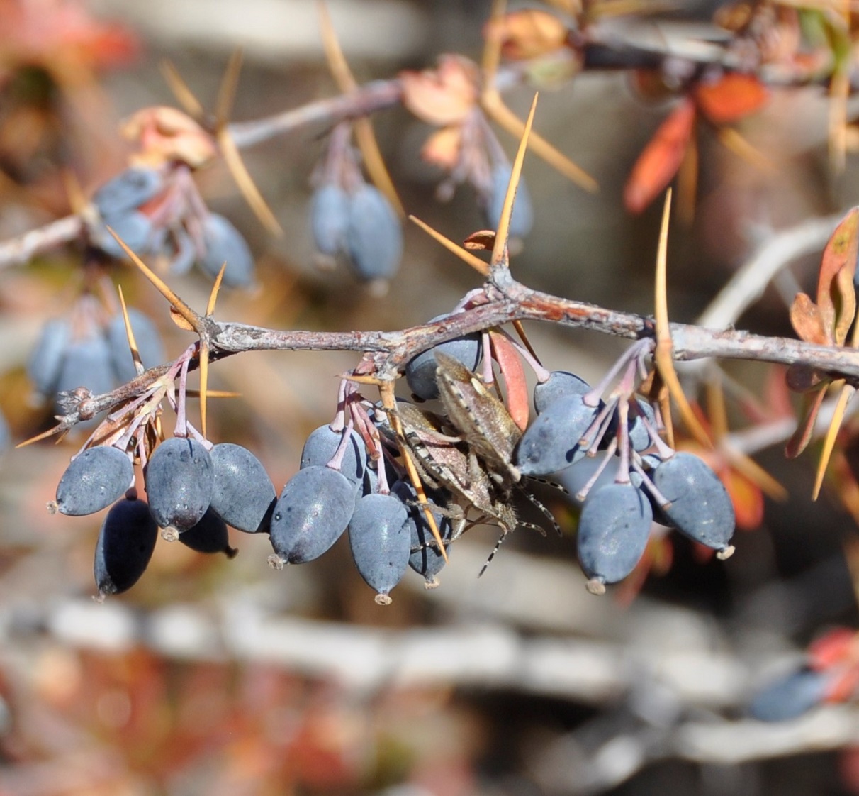 Image of Berberis cretica specimen.