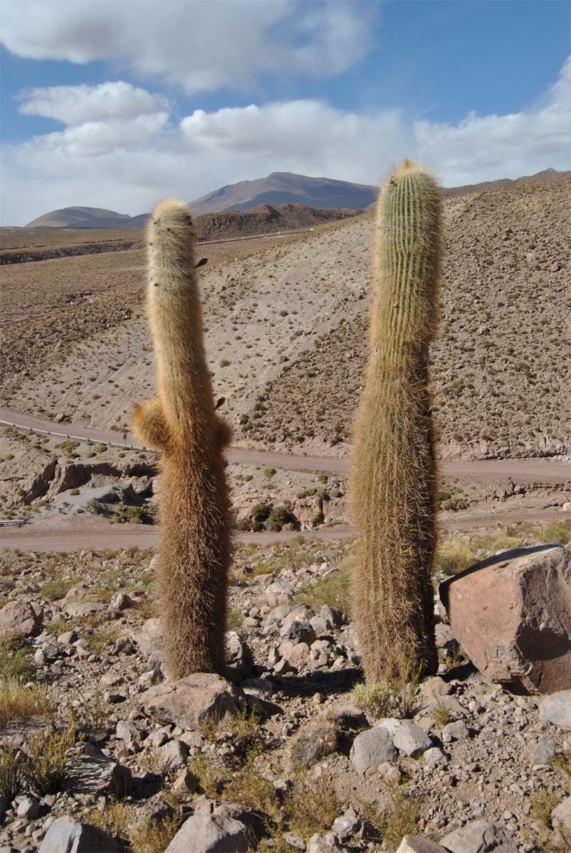 Image of Trichocereus atacamensis specimen.