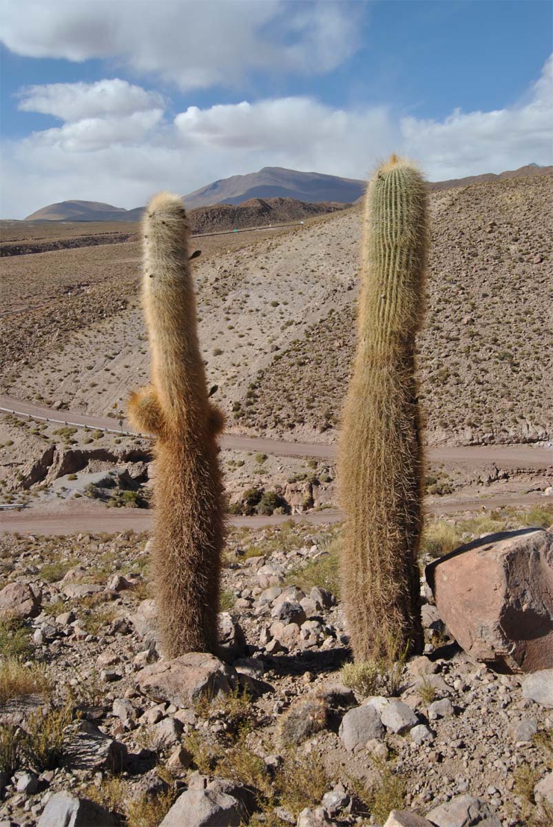 Изображение особи Trichocereus atacamensis.