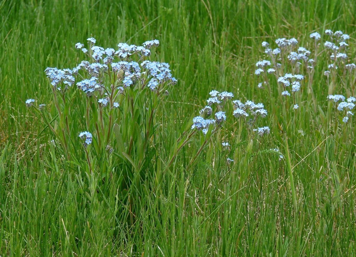 Image of Myosotis imitata specimen.