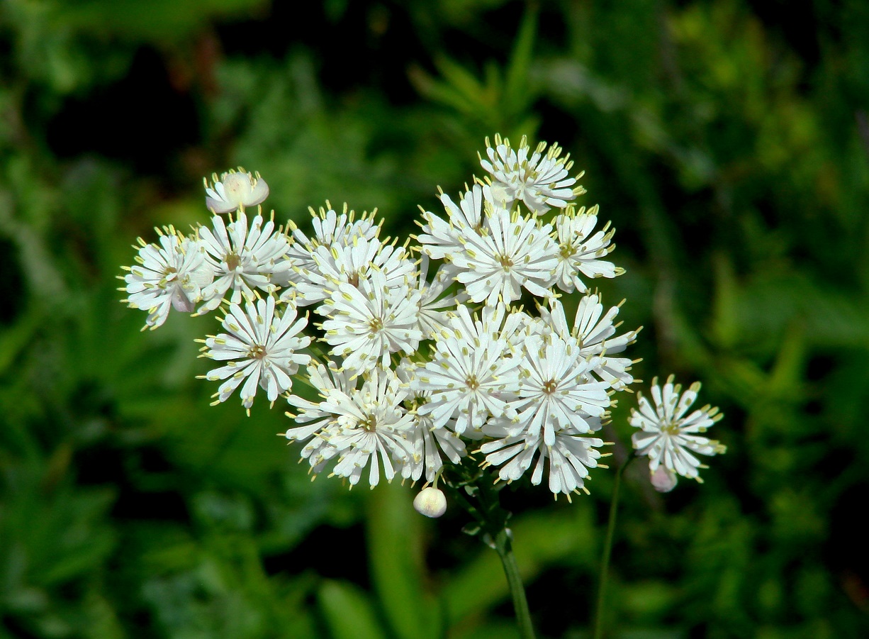 Image of Thalictrum petaloideum specimen.