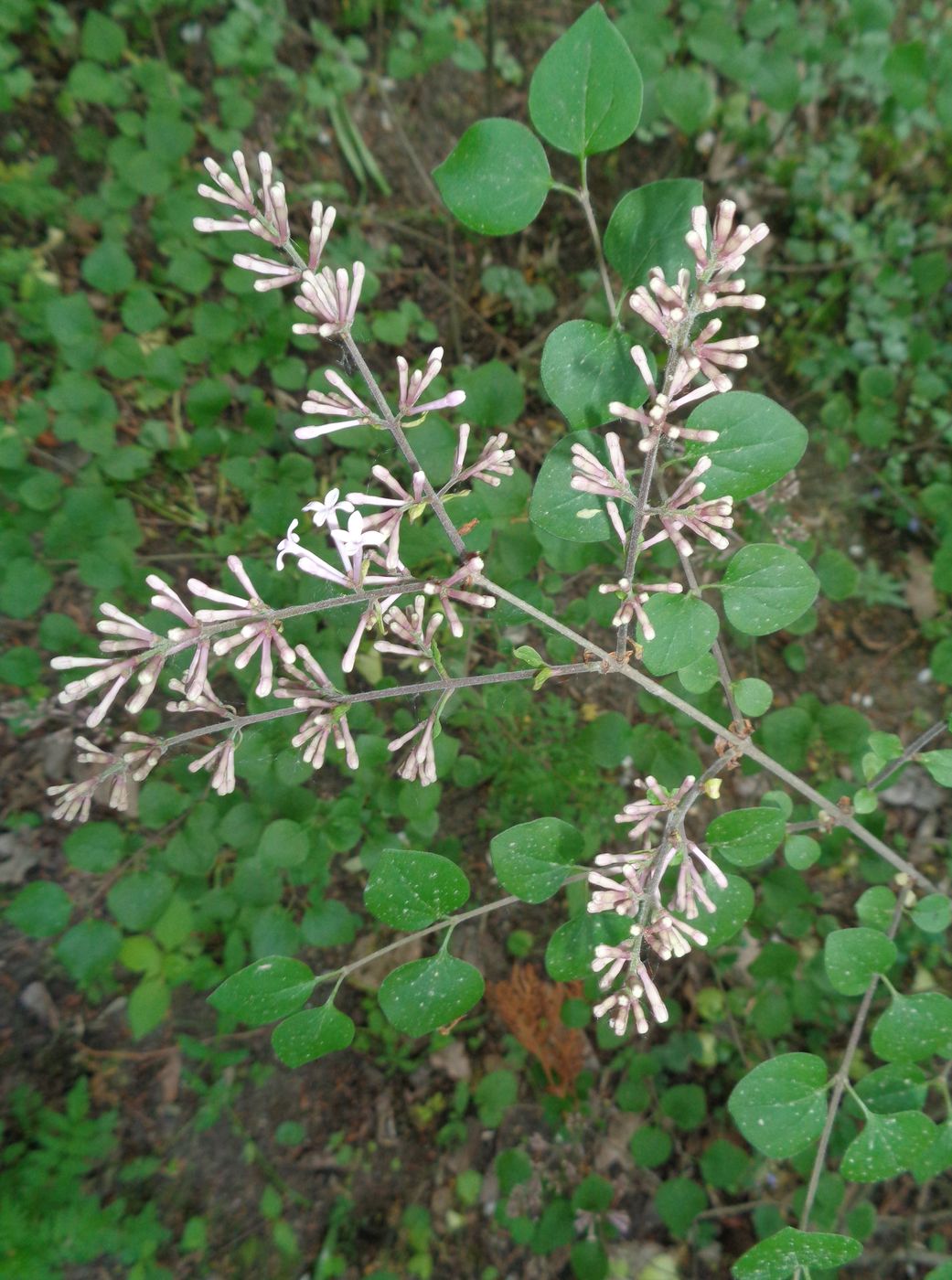 Image of Syringa meyeri specimen.