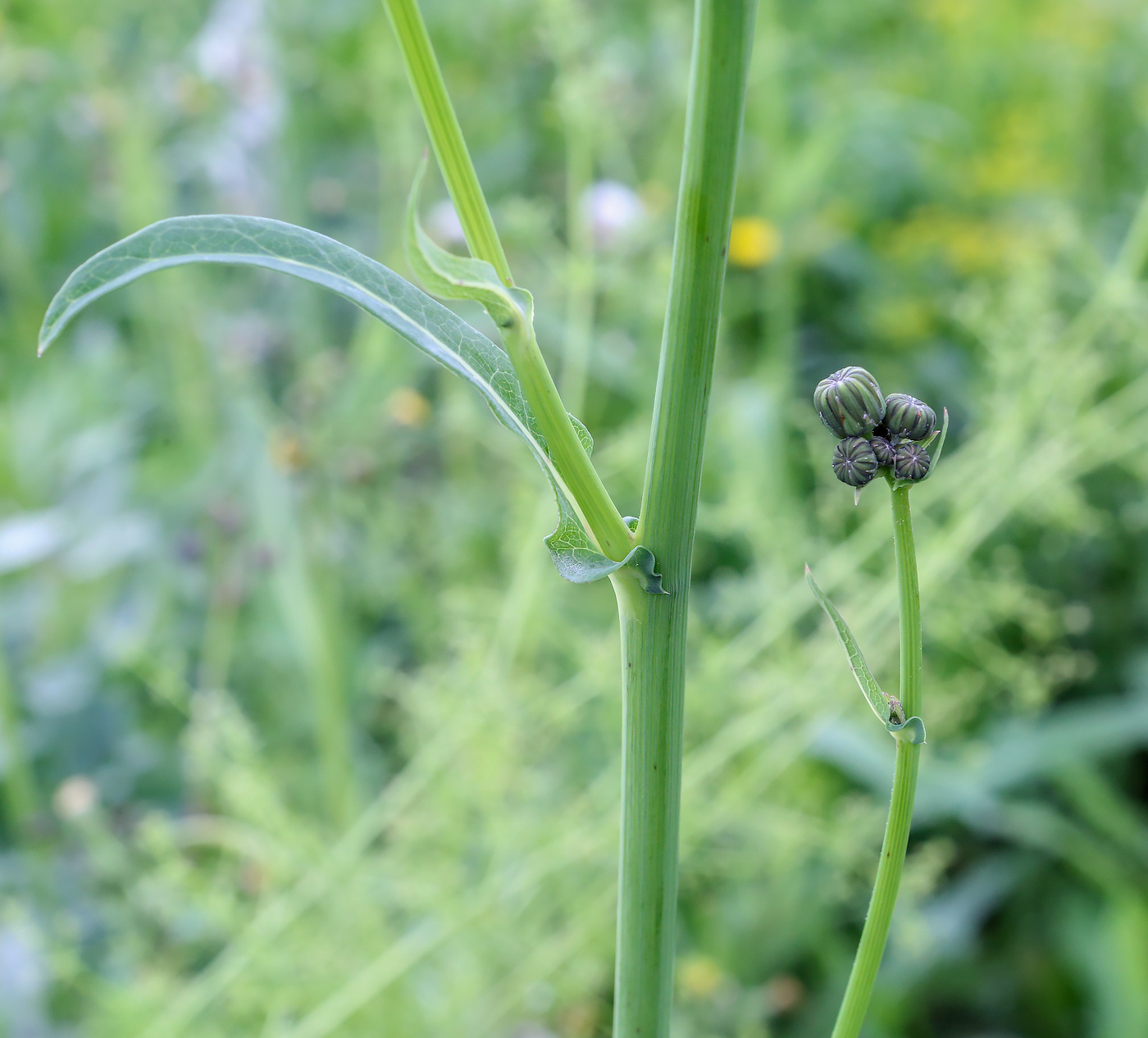 Image of Sonchus arvensis ssp. uliginosus specimen.