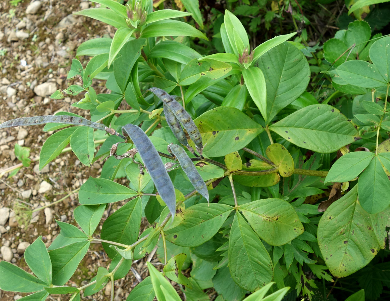Image of Thermopsis lupinoides specimen.