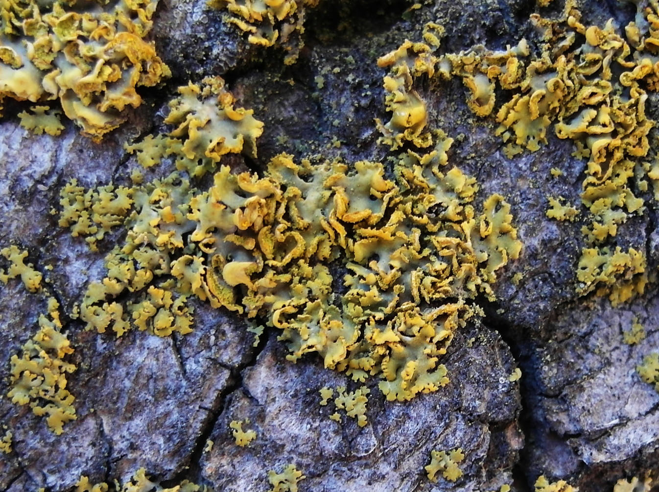 Image of Xanthomendoza poeltii specimen.