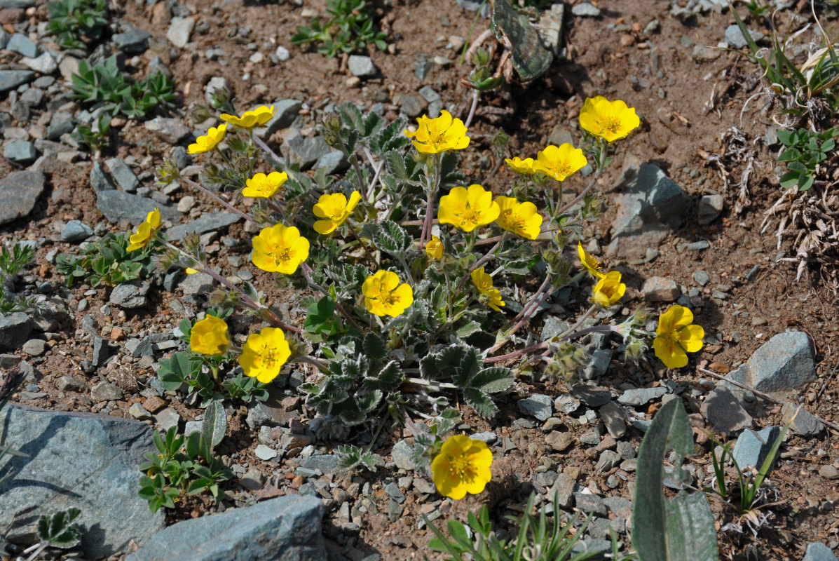 Image of Potentilla nivea specimen.