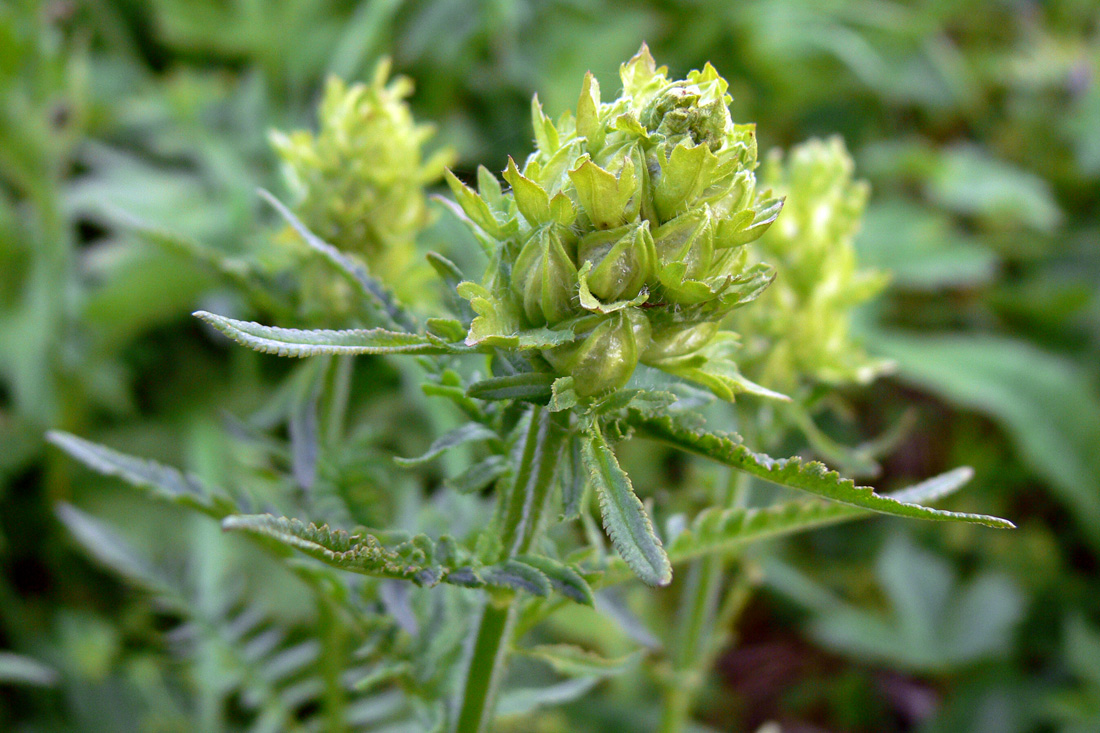 Изображение особи Pedicularis compacta.