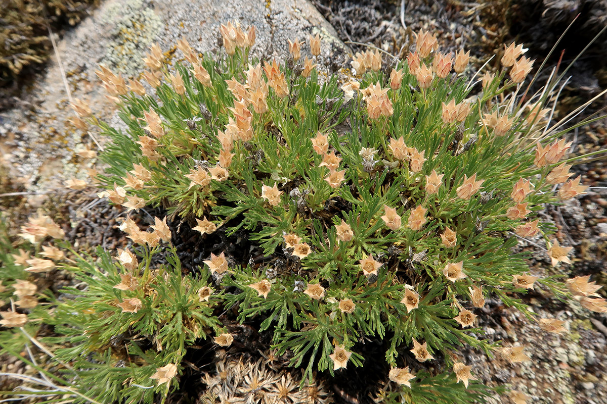 Image of Chamaerhodos altaica specimen.