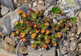 Rhodiola quadrifida. Цветущее растение. Алтай, Кош-Агачский р-н, долина р. Аккаллу-Озек, ≈ 2900 м н.у.м., каменистый склон. 17.06.2019.