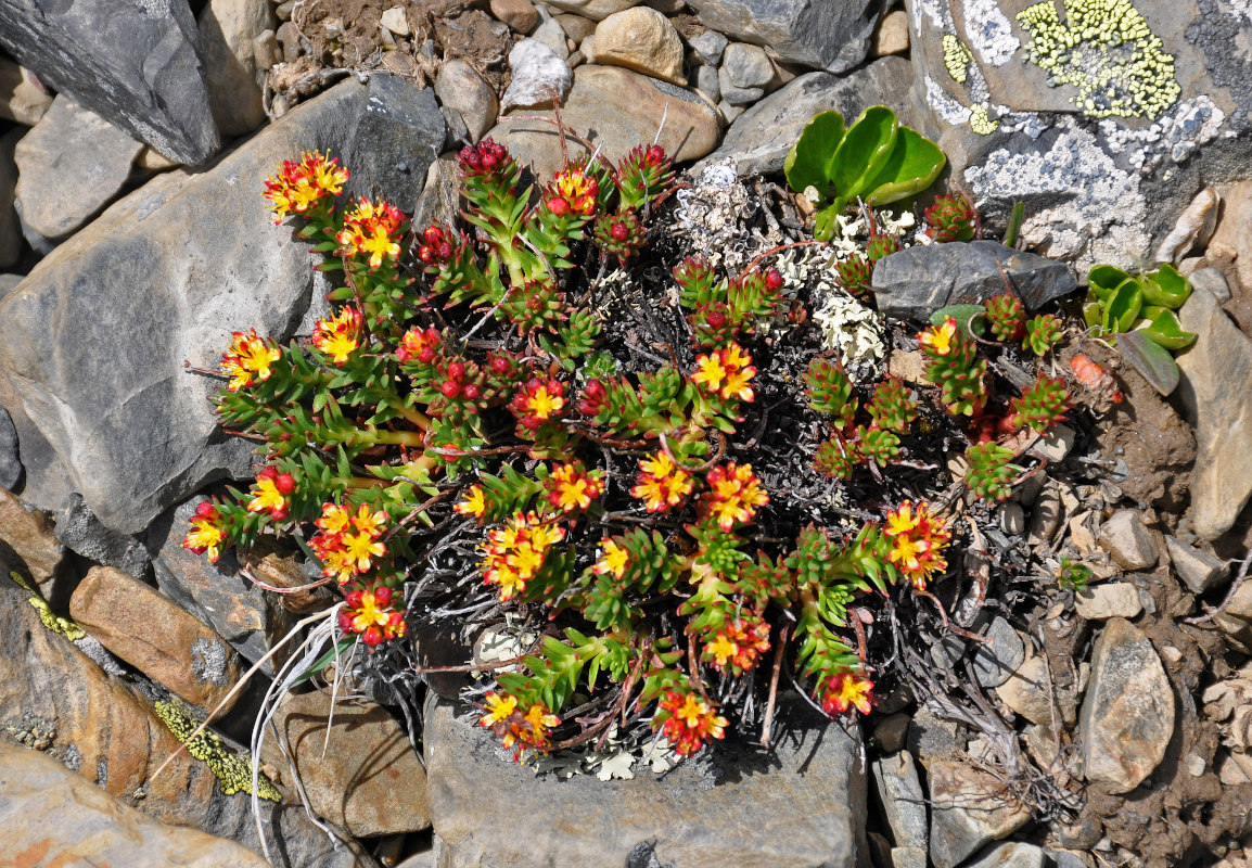 Image of Rhodiola quadrifida specimen.