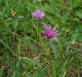 Centaurea jacea