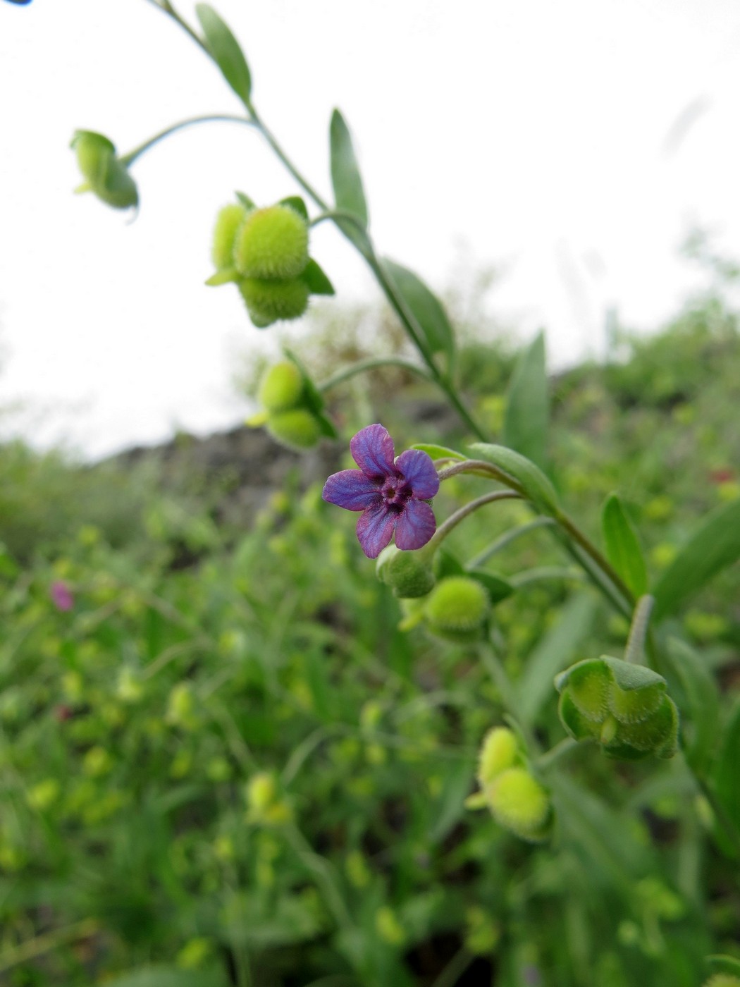 Image of Cynoglossum divaricatum specimen.