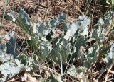 Crambe maritima
