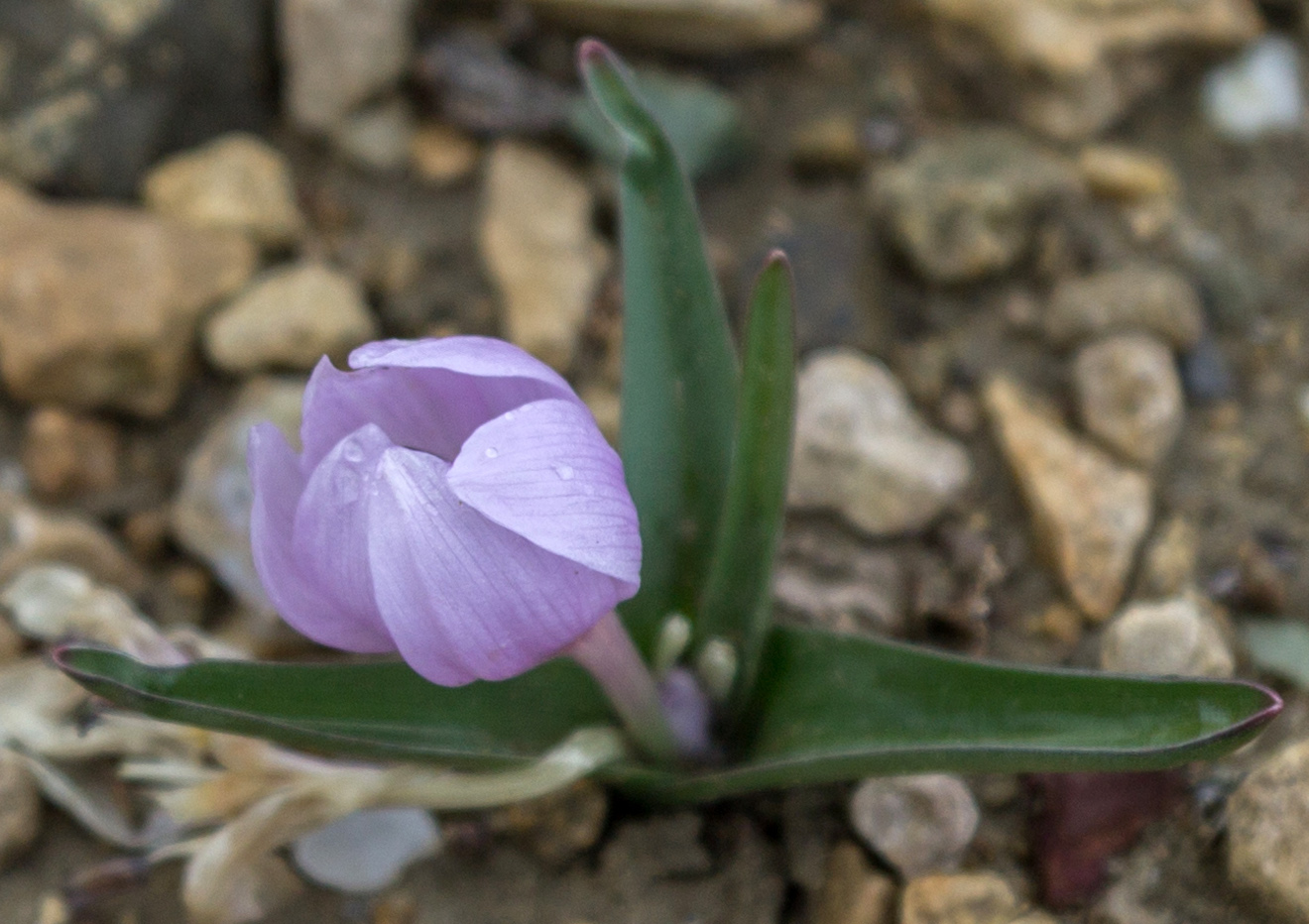 Изображение особи Colchicum triphyllum.