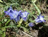 Gentiana olivieri