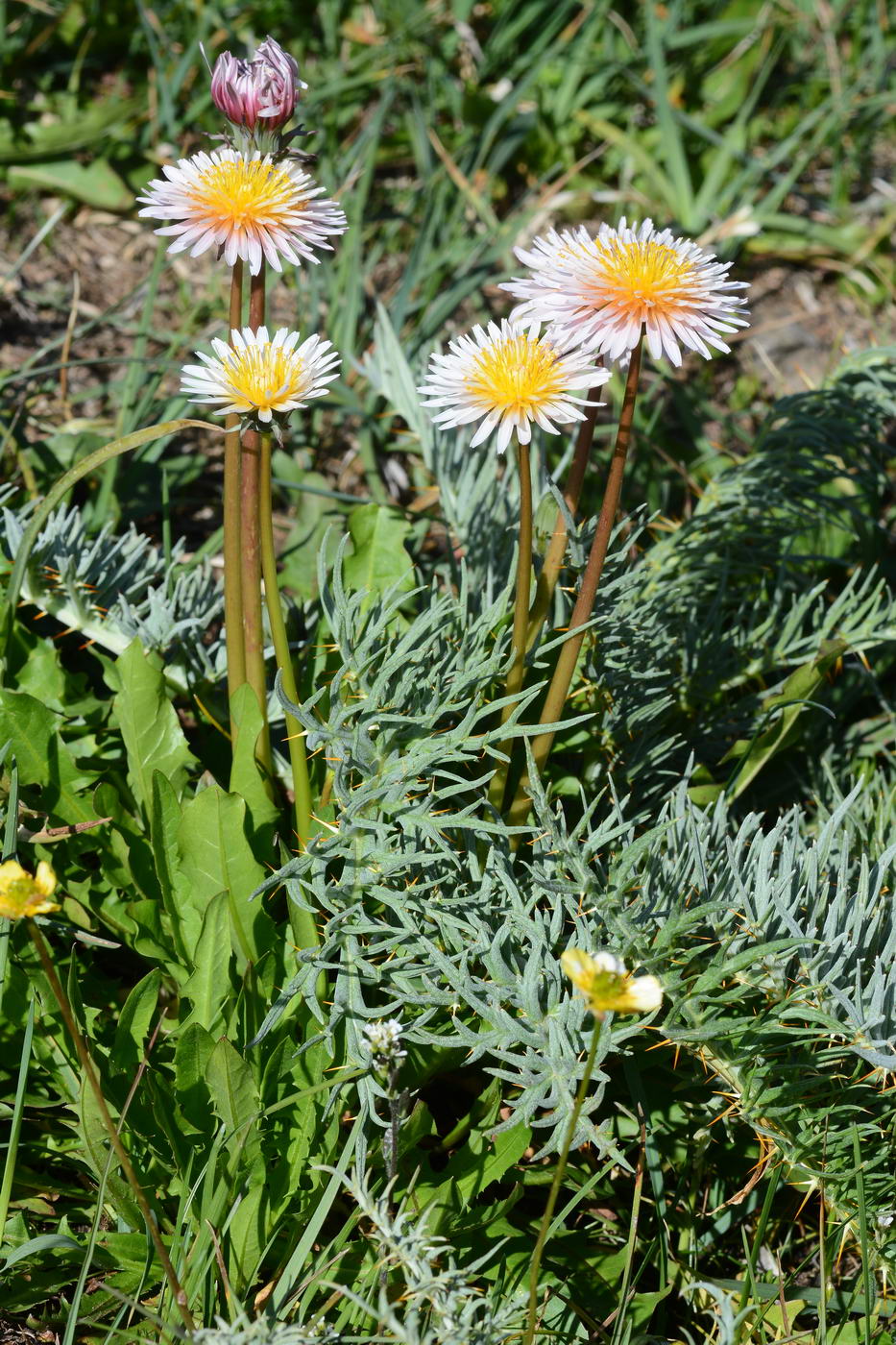 Изображение особи Taraxacum pseudoroseum.
