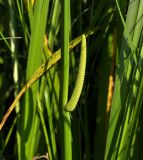 Acorus calamus