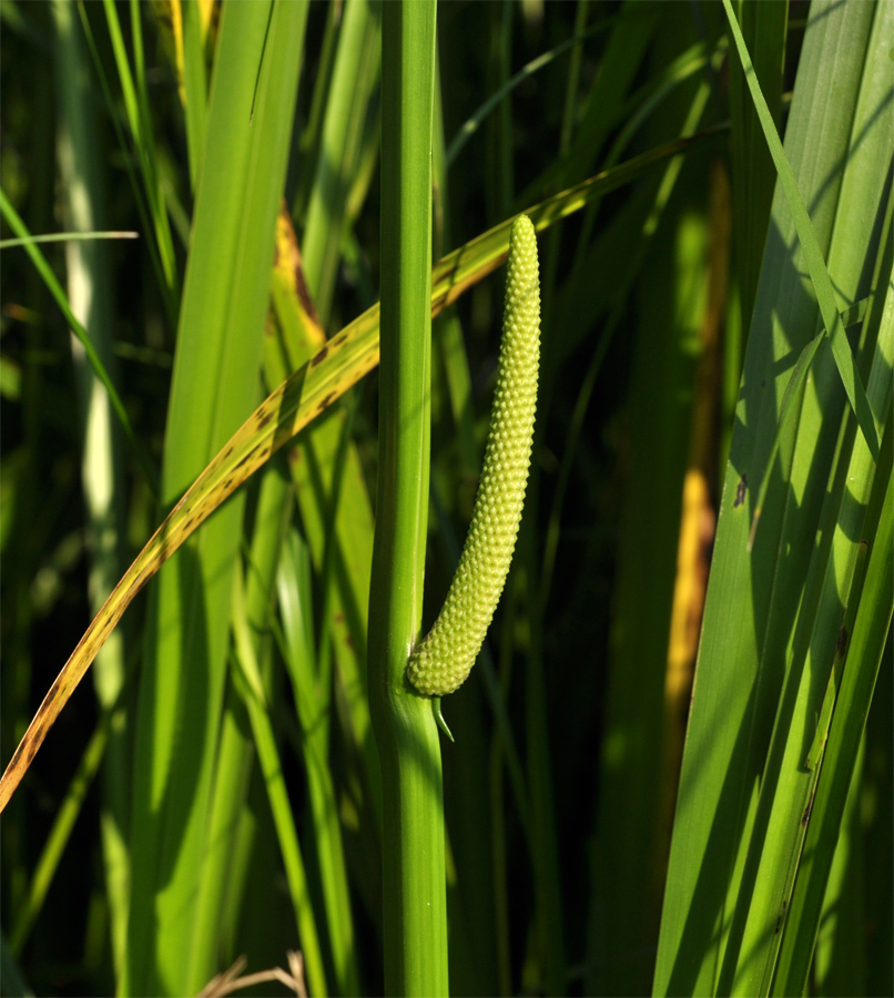 Изображение особи Acorus calamus.