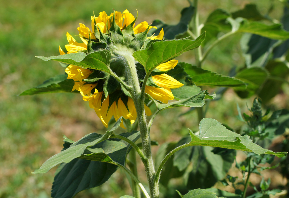 Image of Helianthus annuus specimen.