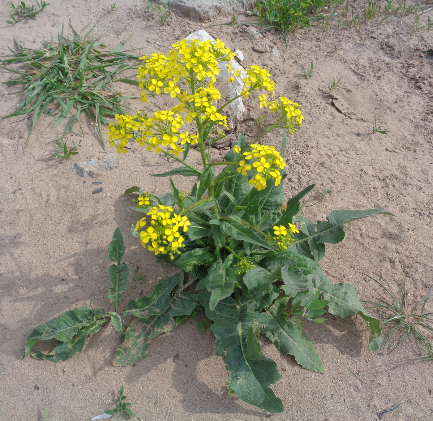 Image of Bunias orientalis specimen.