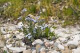 Myosotis lithospermifolia. Цветущее растение. Краснодарский край, м/о г. Новороссийск, гора Лысая, Олешкова щель, щебнистая россыпь. 17.04.2018.