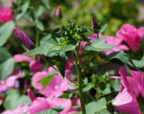 Malva trimestris