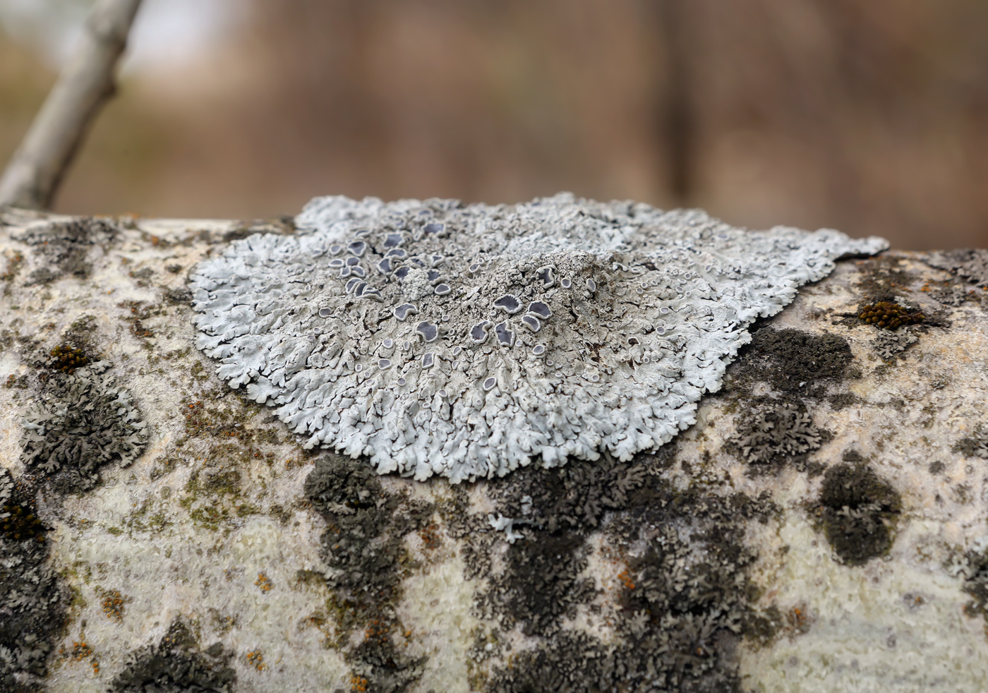 Image of genus Physcia specimen.